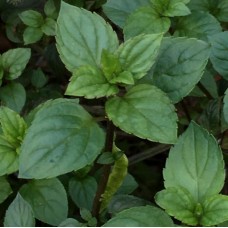 Peppermint Leaf Tea (Organic)